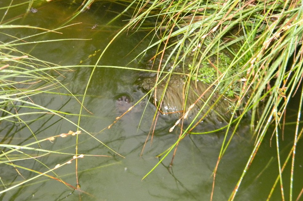 Anfibi e bovini, o la caccia all''ululone pi alto del mondo